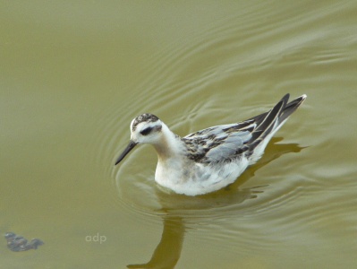 Grey Phalarope Phalaropus fulicarius Alan Prowse